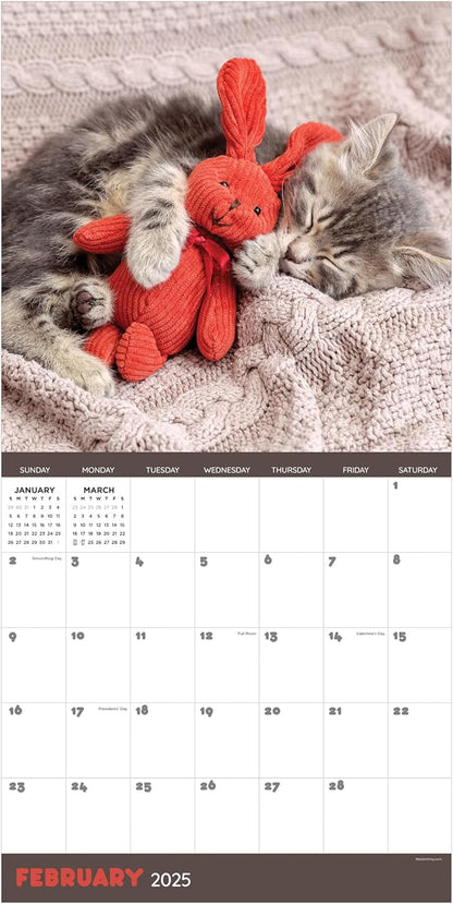TF PUBLISHING 2025 Cat Dreams Wall Calendar - Large Grids for Appointments and Scheduling - Vertical Monthly Wall Calendar 2025 - Home and Office Organization - Premium Gloss Paper - 12"x12”