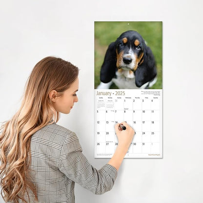 RED EMBER Basset Hound Puppies 2025 Wall Calendar 12 Month | 12" x 24" Open | Thick & Sturdy Paper | Giftable | Calendar 2025