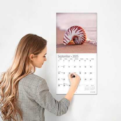 RED EMBER Sand and Shells 2025 Wall Calendar 12 Month | 12" x 24" Open | Thick & Sturdy Paper | Giftable | Calendar 2025