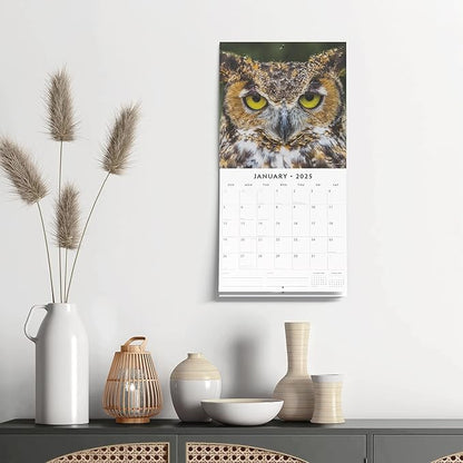 Red Robin 2025 Owls Monthly Wall Calendar | 12" x 24" Open | Premium Thick & Sturdy Paper | Hangable 12 Month Calendar | Plastic Free | 4 Month Transition Page for 2024
