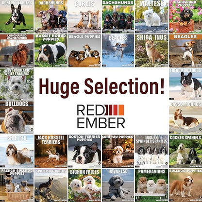 RED EMBER Shih Tzu Puppies 2025 Wall Calendar 12 Month | 12" x 24" Open | Thick & Sturdy Paper | Giftable | Calendar 2025
