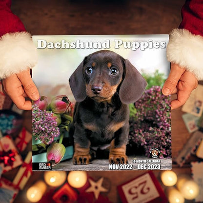 RED EMBER Dachshunds Puppies 2023 Hangable Monthly Wall Calendar | 12" x 24" Open | Thick & Sturdy Paper | Giftable | Cute Dog Puppy | Pretty Puppies
