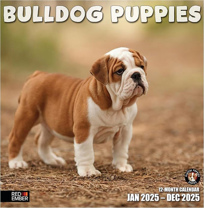 RED EMBER Bulldog Puppies 2025 Wall Calendar 12 Month | 12" x 24" Open | Thick & Sturdy Paper | Giftable | Calendar 2025