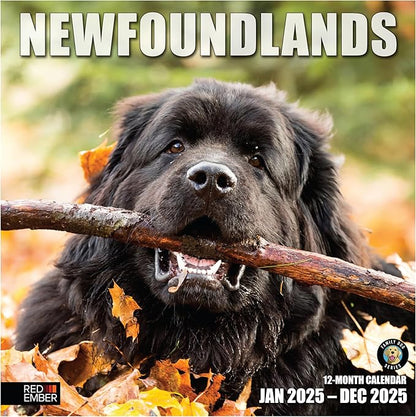 RED EMBER Newfoundlands 2025 Wall Calendar 12 Month | 12" x 24" Open | Thick & Sturdy Paper | Giftable | Calendar 2025